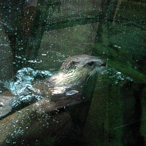 North American River Otter