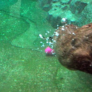 North American River Otter