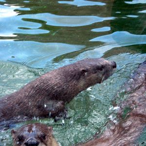 North American River Otters