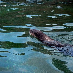 North American River Otter