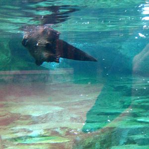 North American River Otter