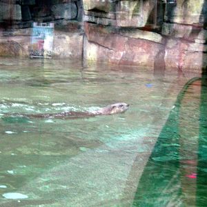 North American River Otter