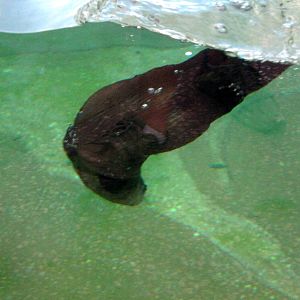 North American River Otter