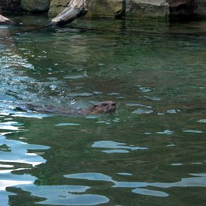 North American River Otter