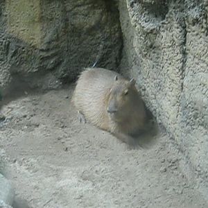Tropics-Capybara