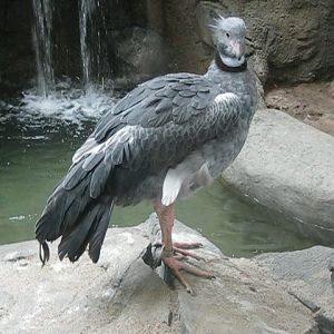 Tropics-Creted Screamer