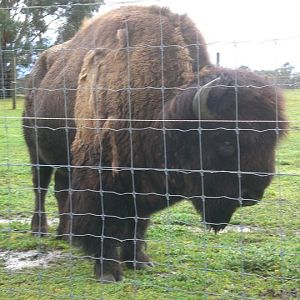 Bison - up close