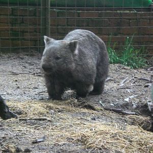 Common Wombat
