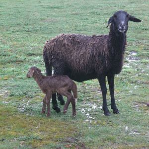 Damara Sheep and lamb