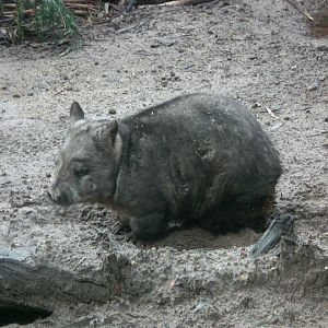 Southern Hairy Nose wombat