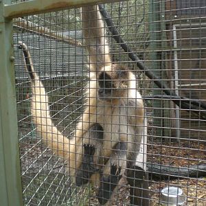 Spider Monkey - just hangin