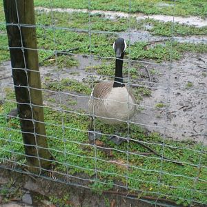 Canadian Goose