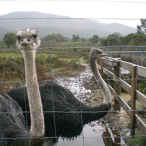 Ostrich
