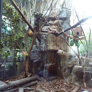 Primate, Cat + Aquatics Building - Geoffrey's Tamarin/Black + Rufous Elepha