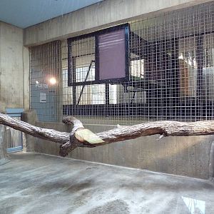 Primate, Cat + Aquatics Building - Snow Leopard Exhibit