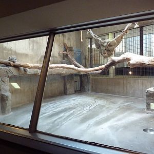 Primate, Cat + Aquatics Building - Snow Leopard Exhibit