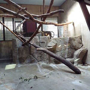 Primate, Cat + Aquatics Building - Golden-Bellied Mangabey Exhibit