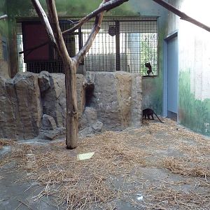 Primate, Cat + Aquatics Building - Allen's Swamp Monkey Exhibit