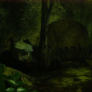 Gippsland Water Dragon (male)