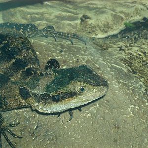 Gippsland Water Dragon (female)