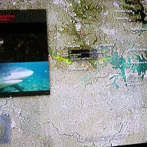 Shark Tracker Display