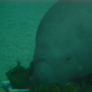Dugong