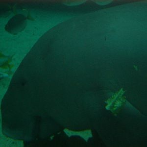 Dugong