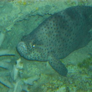 Panther Grouper