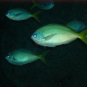 Blue-and-Yellow Fusiliers