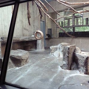 Primate, Cat + Aquatics Building - Allen's Swamp Monkey Exhibit