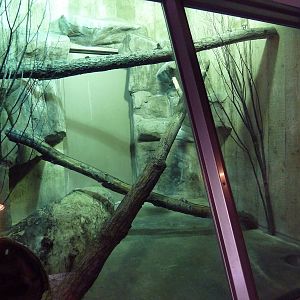 Primate, Cat + Aquatics Building - Pallas' Cat Exhibit