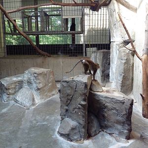Primate, Cat + Aquatics Building - Allen's Swamp Monkey Exhibit