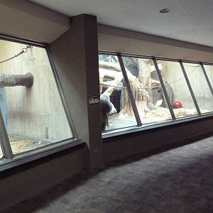 Primate, Cat + Aquatics Building - Hamadryas Baboon Exhibit