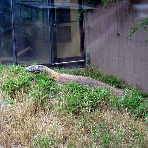 Reptile House-Komodo Dragon