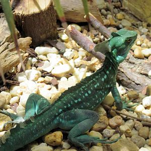 Reptile House-Green Basilisk