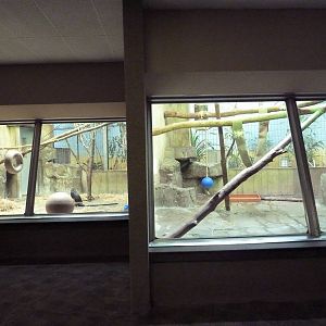 Primate, Cat + Aquatics Building - Wolf's Guenon Exhibit