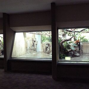 Primate, Cat + Aquatics Building - Red Ruffed Lemur Exhibit