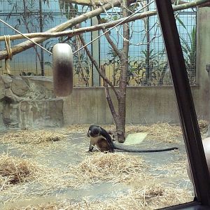 Primate, Cat + Aquatics Building - Wolf's Guenon Exhibit