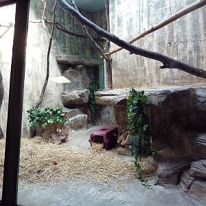 Primate, Cat + Aquatics Building - Hairy Armadillo Exhibit