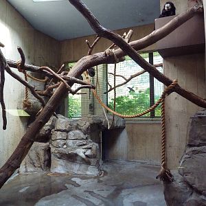 Primate, Cat + Aquatics Building - Two-Toed Sloth/White-Faced Saki Monkey E