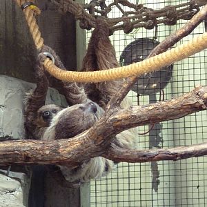Primate, Cat + Aquatics Building - Two-Toed Sloth Mama + Baby