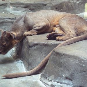 Primate, Cat + Aquatics Building - Fossa