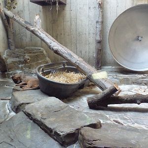 Primate, Cat + Aquatics Building - Fossa Exhibit