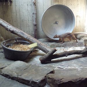 Primate, Cat + Aquatics Building - Fossa Exhibit