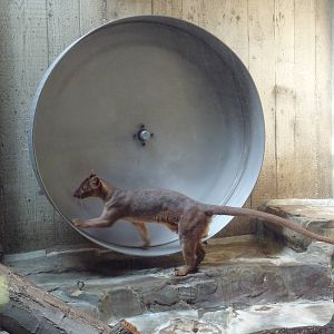 Primate, Cat + Aquatics Building - Fossa Exhibit