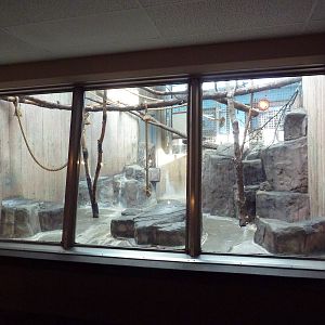 Primate, Cat + Aquatics Building - Black Howler Monkey Exhibit