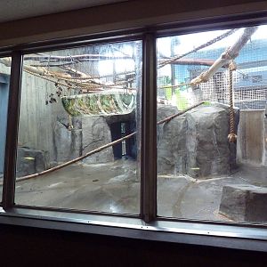 Primate, Cat + Aquatics Building - Black Howler Monkey Exhibit