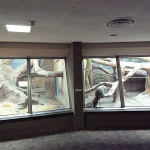 Primate, Cat + Aquatics Building - Hamadryas Baboon Exhibit
