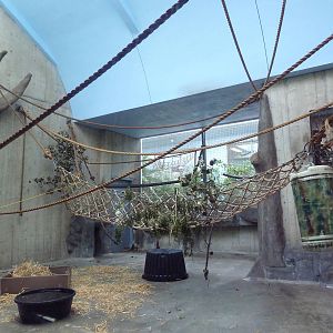 Primate, Cat + Aquatics Building - Brown-Headed Spider Monkey Exhibit