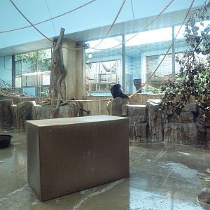 Primate, Cat + Aquatics Building - Siamang Exhibit